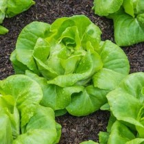 Green Lettuce grand rapid  30-50 seeds