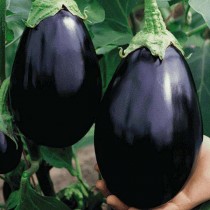 Brinjal Round (Bharta Bengan) Seeds