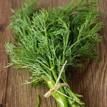 Soya Saag Seed