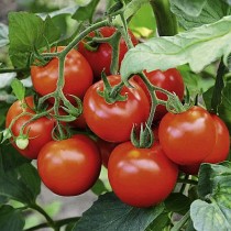 Arka samrat Tomato Seeds