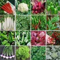 16 Winter Vegetables seeds combo