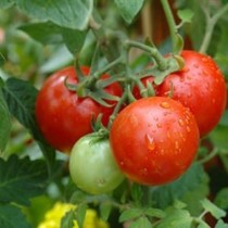 Tomato (tamatar) seeds