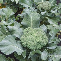 Broccoli seeds