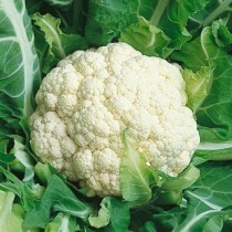 9 Winter Vegetables seeds Combo