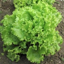 Green Lettuce grand rapid  30-50 seeds