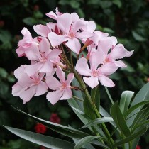 Trinitaria Flowers seeds