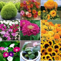 Summer Flowers seeds combo