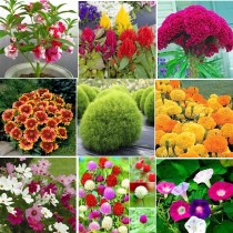 Summer Flowers combo seeds