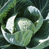 Cabbage (patta gobhi) 50+ seeds