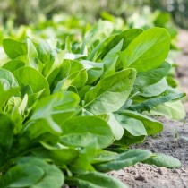 Spinach (Palak) seeds
