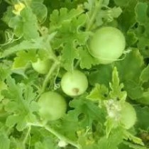 Round Gourd (Tinda) seeds
