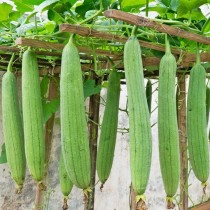 Sponge Gourd (tori) seeds