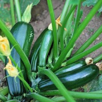 ZUCCHINI BLACK BEAUTY
