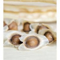 Morninga / drumstick / sehjan seeds