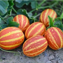 SEIND KACHRI SEEDS