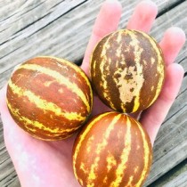 SEIND KACHRI SEEDS