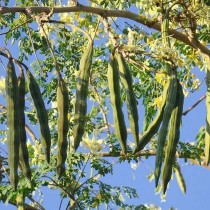 Morninga / drumstick / sehjan seeds