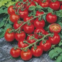 Cherry Tomato (cherry tamatar) 10+seeds