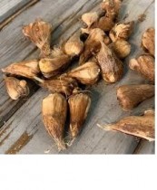 Freesia Flower Bulb Assorted Color ( Set of 2 )