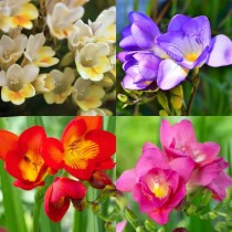 Freesia Flower Bulb Assorted Color ( Set of 2 )