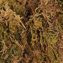 Sphagnum Moss 500 grams