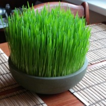 Wheat Grass Seeds