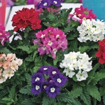 9 Winter Flowers seeds combo