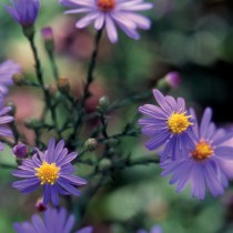 9 Winter Flowers seeds combo