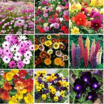 9 Winter Flowers seeds combo