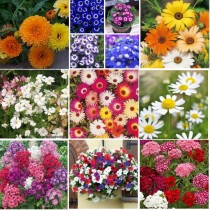 9 Winter Flowers seeds combo