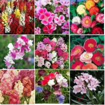 9 Winter Flowers seeds combo