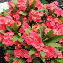 Euphorbia Plant