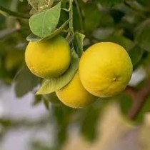 Lemon (Nimboo)