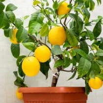 Lemon (Nimboo)