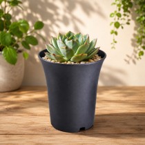 4.2 Inch Tall Round Adenium & Succulent Pot Black Color