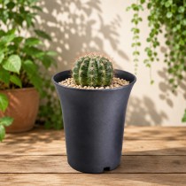 3 Inch Round Tall Pot For Cacti&Adenium Black Color