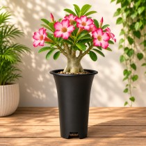 6 Inch Round Tall Pot for Succulents, Cactus & Adenium Black Color