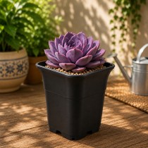 3.5 Inch Tall Square Pot For Cacti & Adenium Black Color