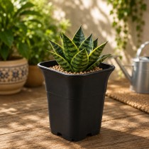 4.7 Inch Square Tall Plastic Pot for Succulents, Cactus & Indoor Plants