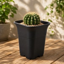2.5 Inch Tall Square Pot For Cactus Plants Black Color 