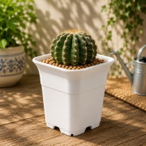 4.7 Inch Tall Square Pot For Adenium & Succulents Plants White Color