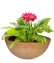 8 Inch Coco Fiber Liner  For  Hanging Planter Pots