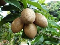Cheeku Kala Patti 