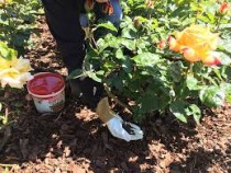 alkarty rose fertilizers 1kg.