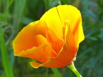 Poppy Yellow Flowers seeds