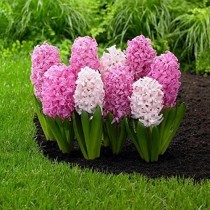 Hyacinth (Random Color) - Bulbs 1 piece