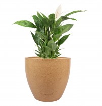 22 INCHES Convesa Pot Gray Color