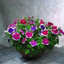 Petunia Flower 50+ seeds 