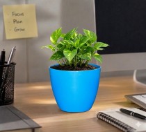 5 inch Cool Pots