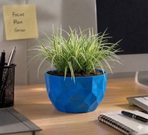 5 Inch Erica Pot Assorted Color